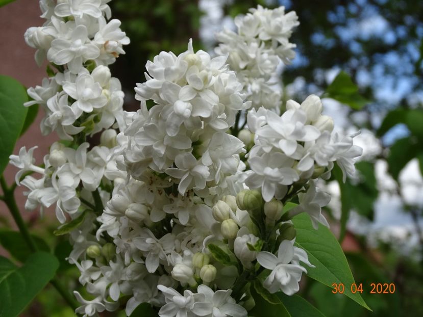  - Copacei si arbusti 2020