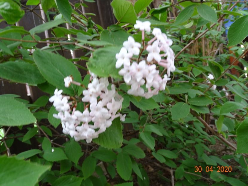  - Copacei si arbusti 2020