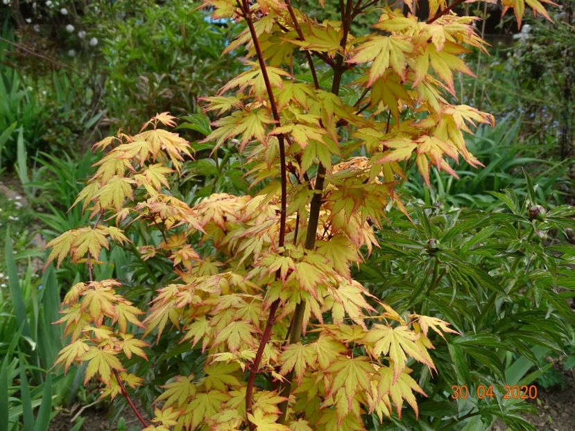  - Copacei si arbusti 2020