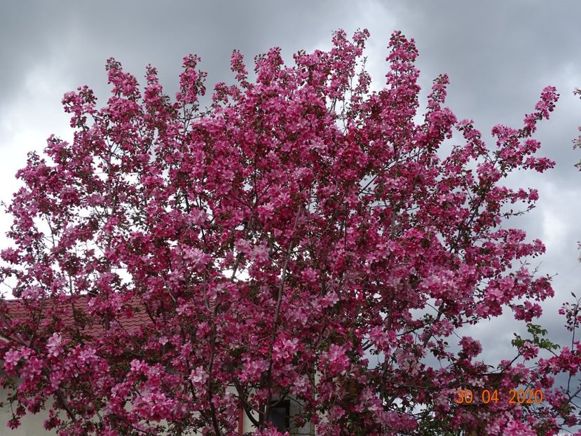  - Copacei si arbusti 2020