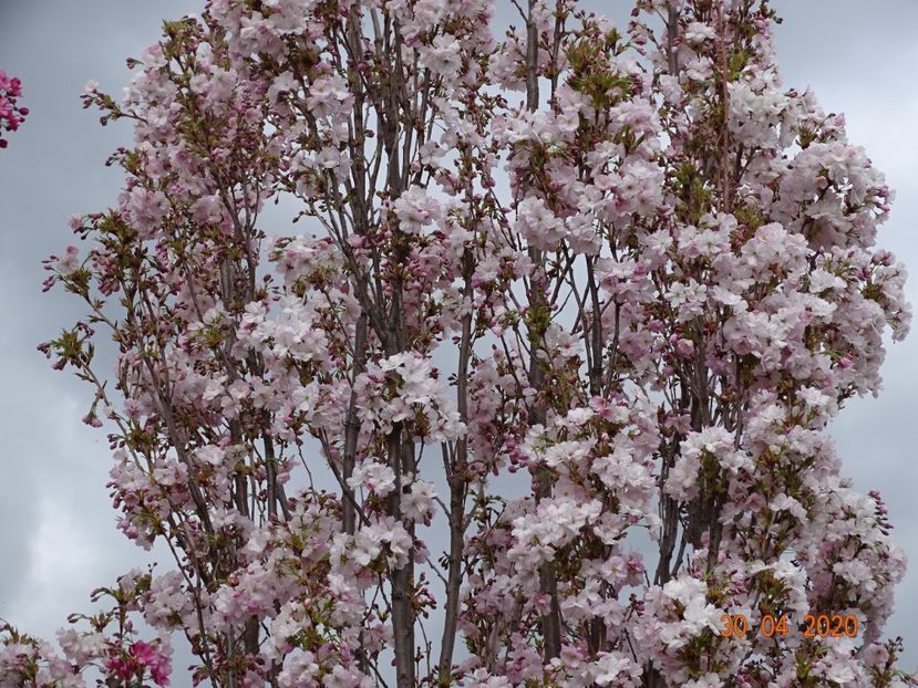  - Copacei si arbusti 2020