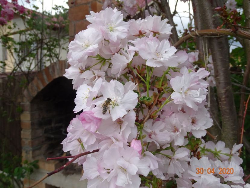  - Copacei si arbusti 2020