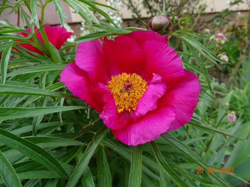 Early Scout - Bujori 2020