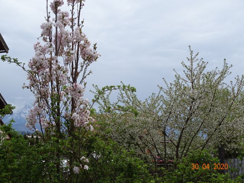  - Gradina 2020