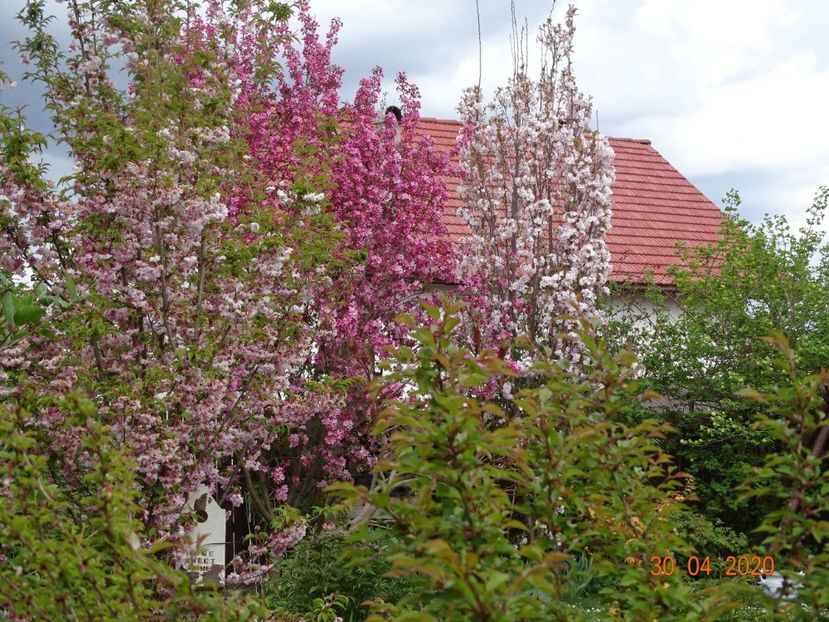  - Gradina 2020