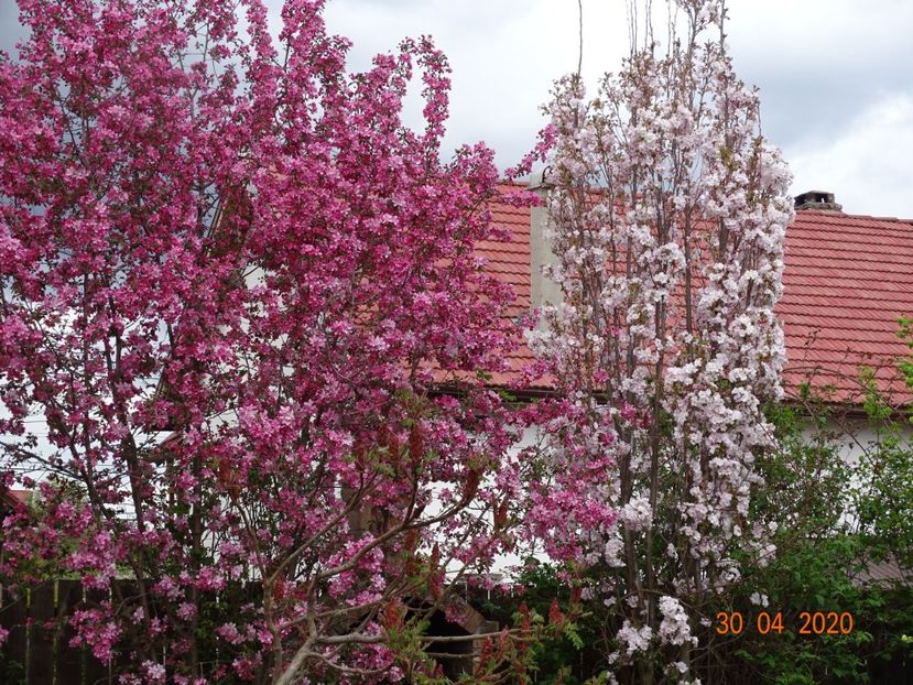  - Gradina 2020