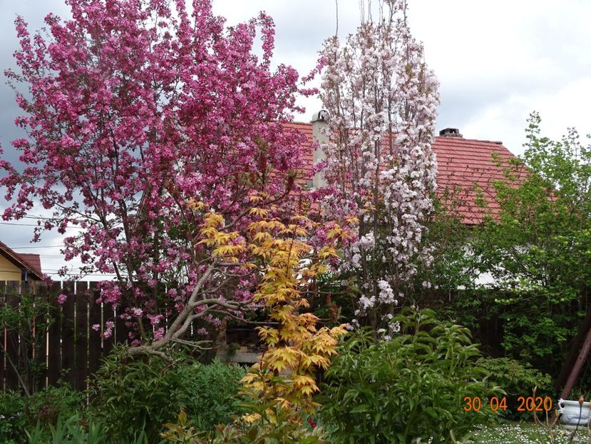  - Gradina 2020