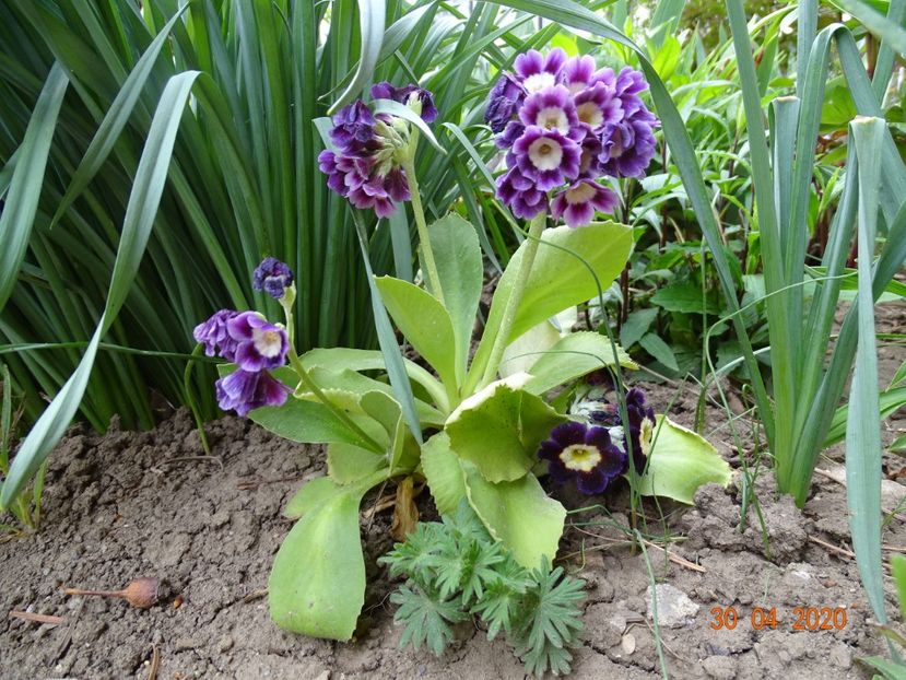 primula pubescens - Primule 2020