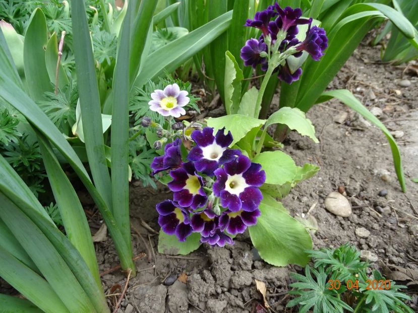 primula pubescens - Primule 2020