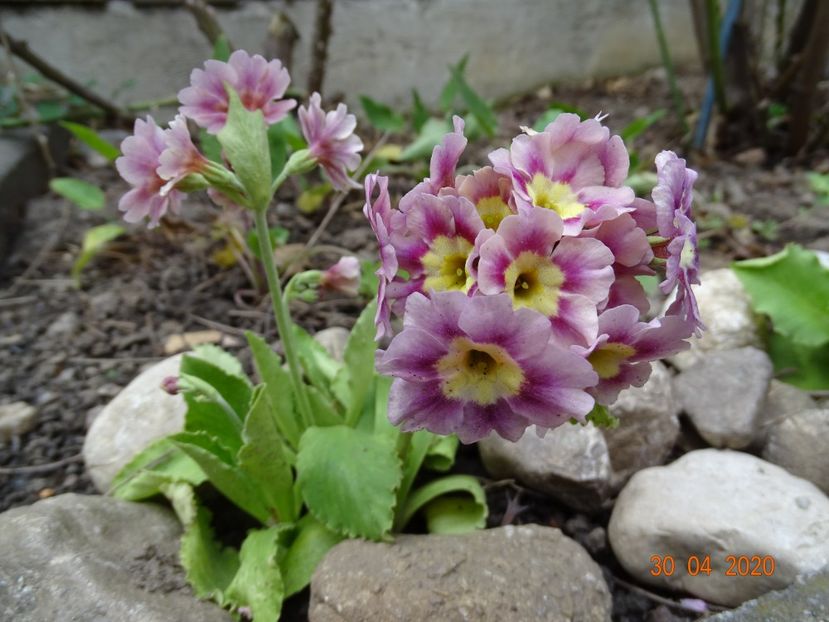primula pubescens - Primule 2020