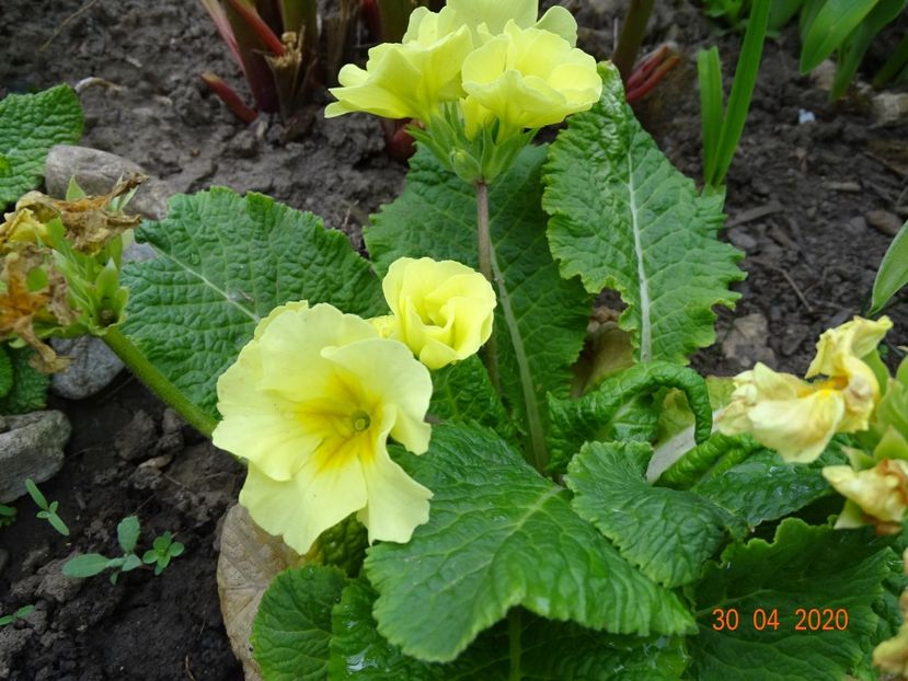 primula elatior Sibel Lime - Primule 2020