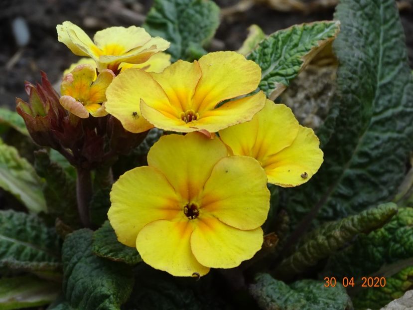 primula elatior Gold Nugget - Primule 2020