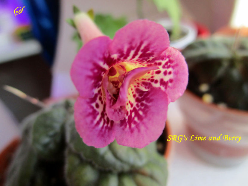 SRG s  Lime and Berry(1-05-2020) - Sinningii 2020