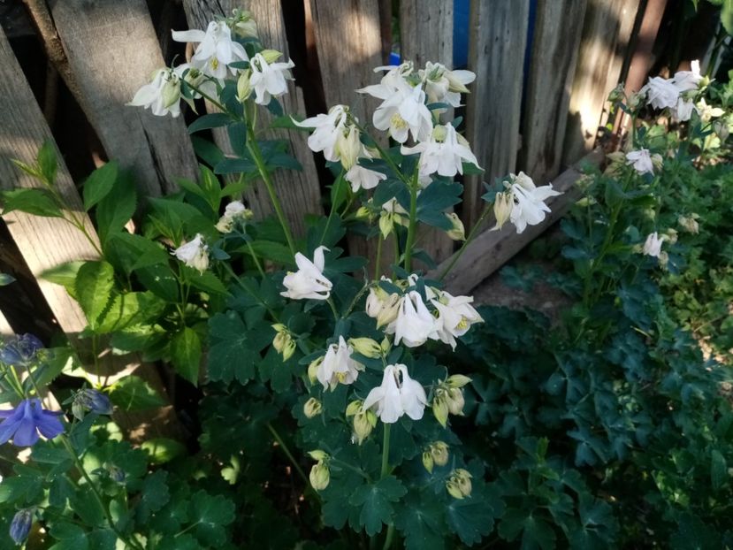  - Colectie Caldaruse