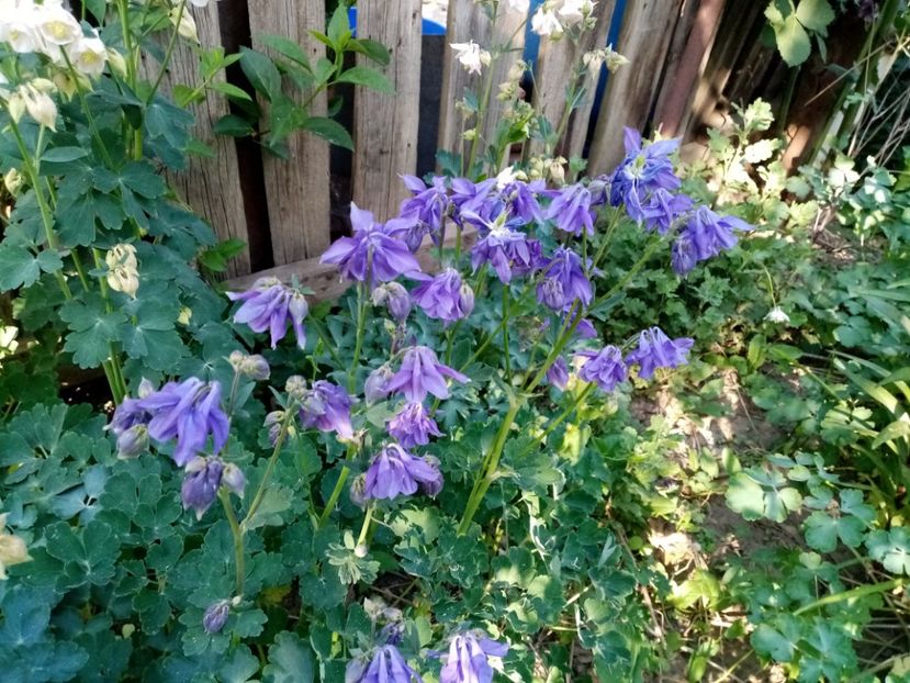  - Colectie Caldaruse