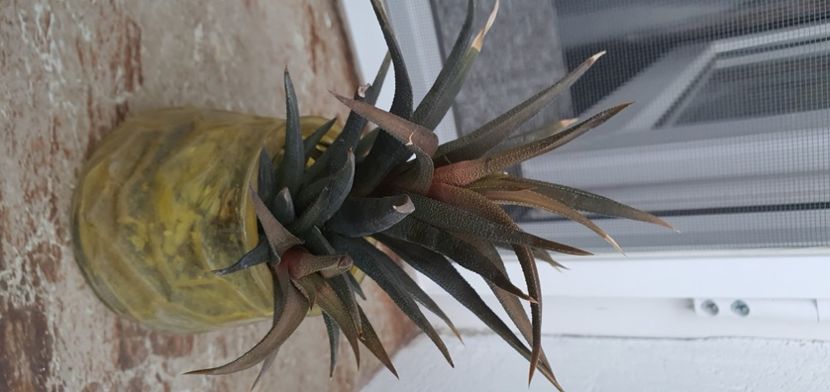 51-10 lei - Suculente de vanzare 2020