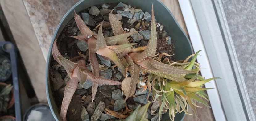 52-5 lei - Suculente de vanzare 2020