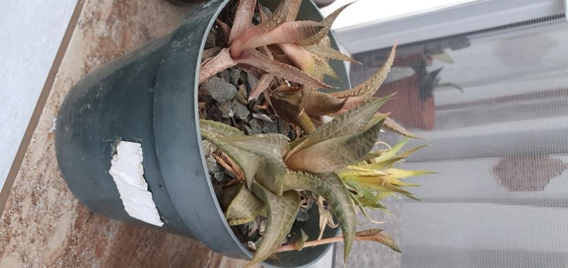 53-5lei - Suculente de vanzare 2020