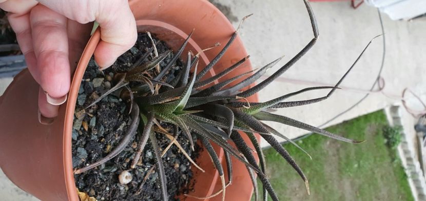 54-7 lei pui - Suculente de vanzare 2020