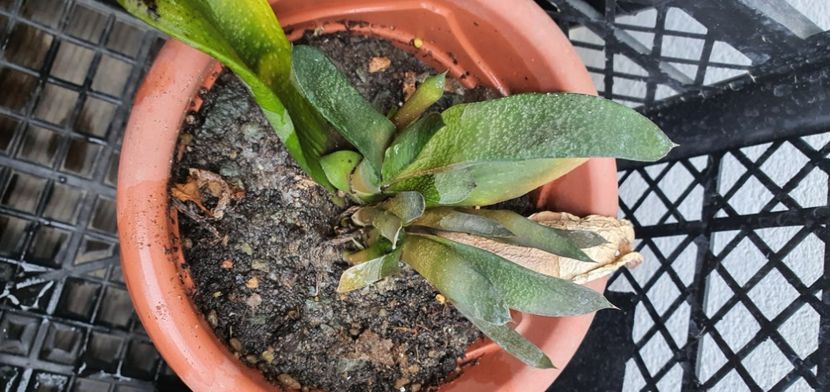 55-10 lei - Suculente de vanzare 2020