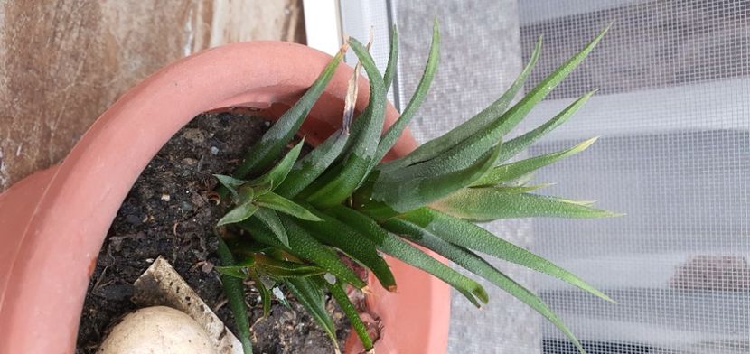 56-12lei - Suculente de vanzare 2020