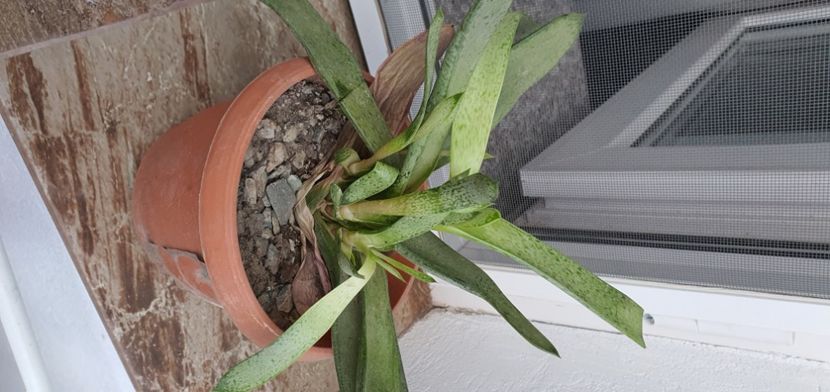 57-5 lei buc - Suculente de vanzare 2020