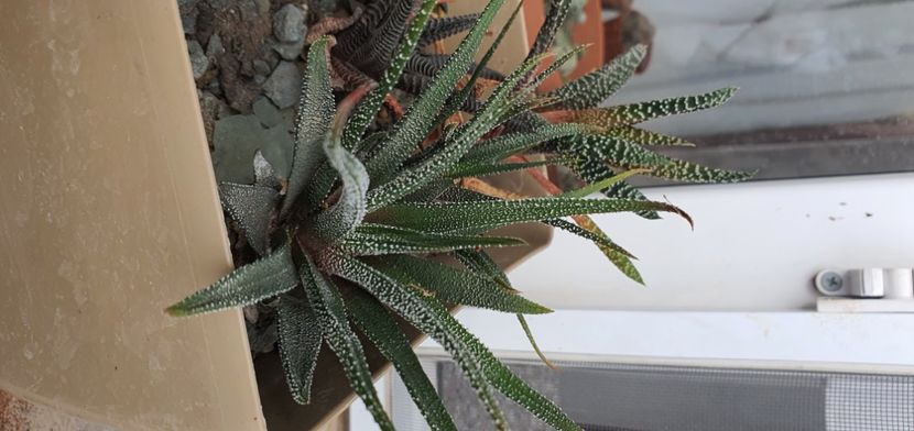 60-15 lei - Suculente de vanzare 2020