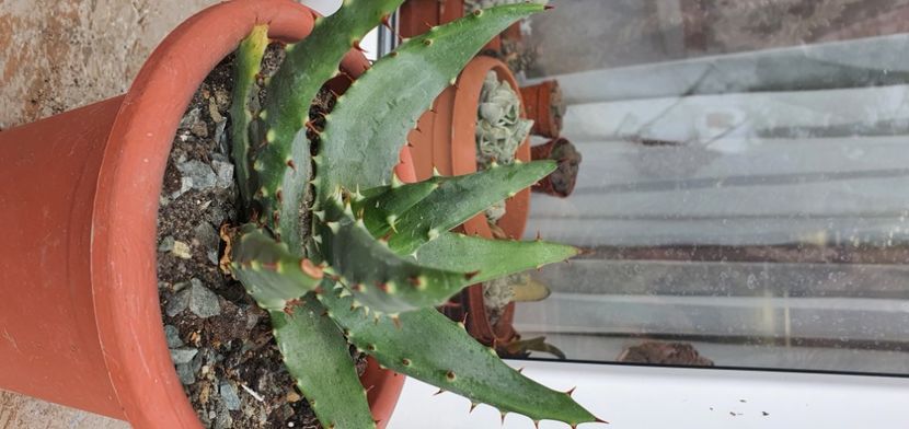 62-25lei - Suculente de vanzare 2020