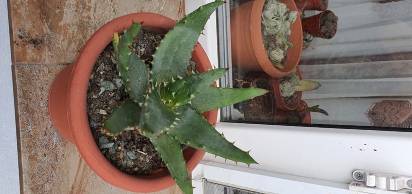 62 - Suculente de vanzare 2020