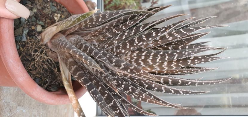 64-30 lei - Suculente de vanzare 2020