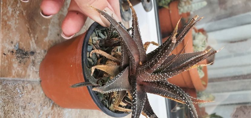 65-8 lei - Suculente de vanzare 2020