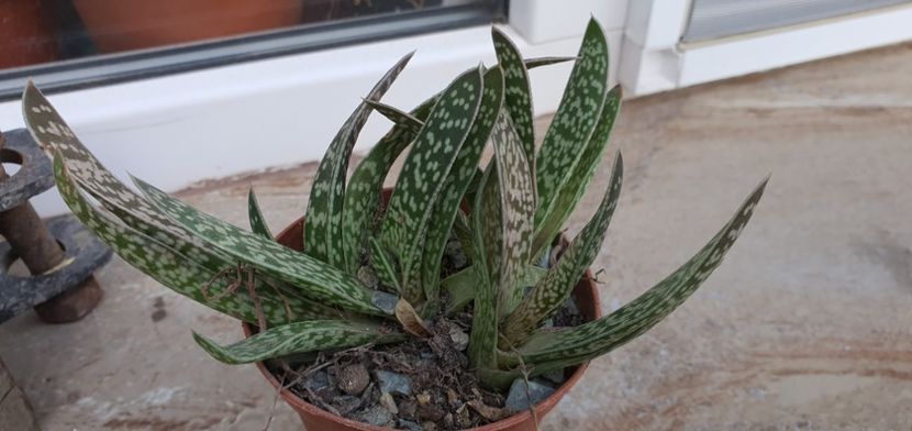 66-5 lei buc - Suculente de vanzare 2020