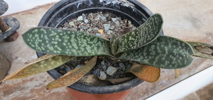 67-7 lei - Suculente de vanzare 2020