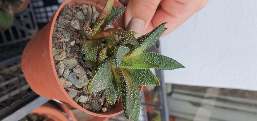 68-7lei - Suculente de vanzare 2020