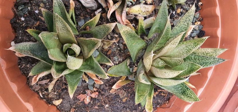 69-12 lei - Suculente de vanzare 2020