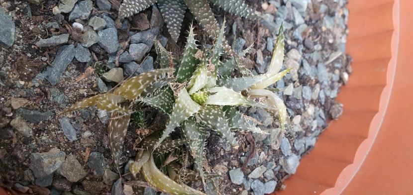 70-10 lei - Suculente de vanzare 2020