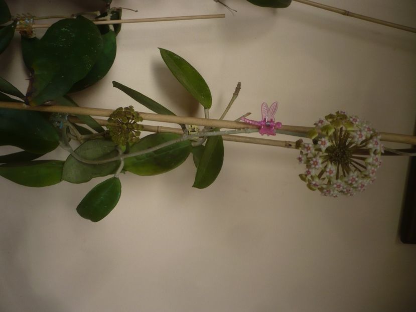 P1430701 - HOYA 2020-1