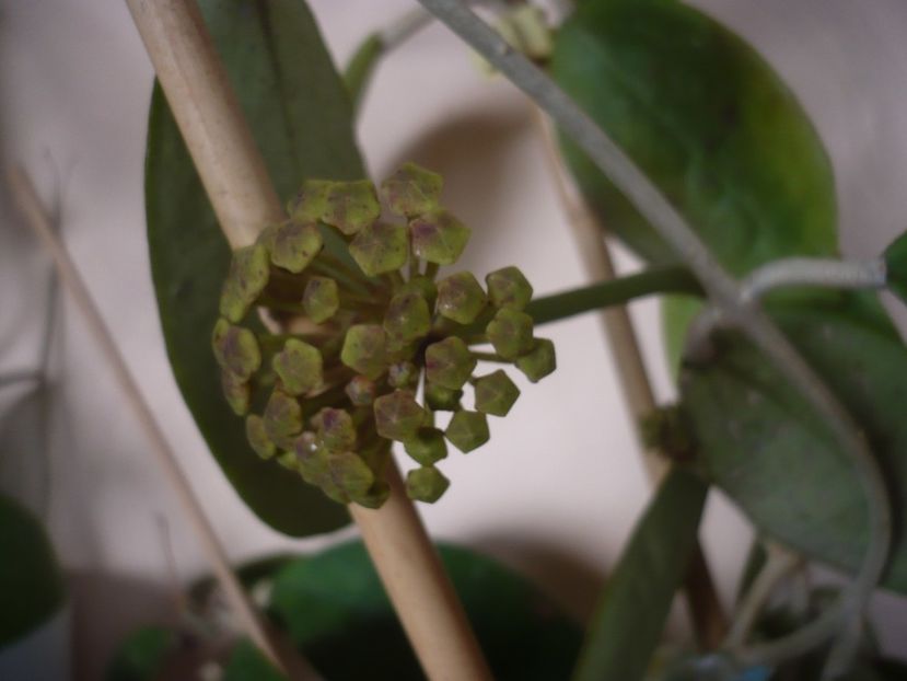 P1430706 - HOYA 2020-1