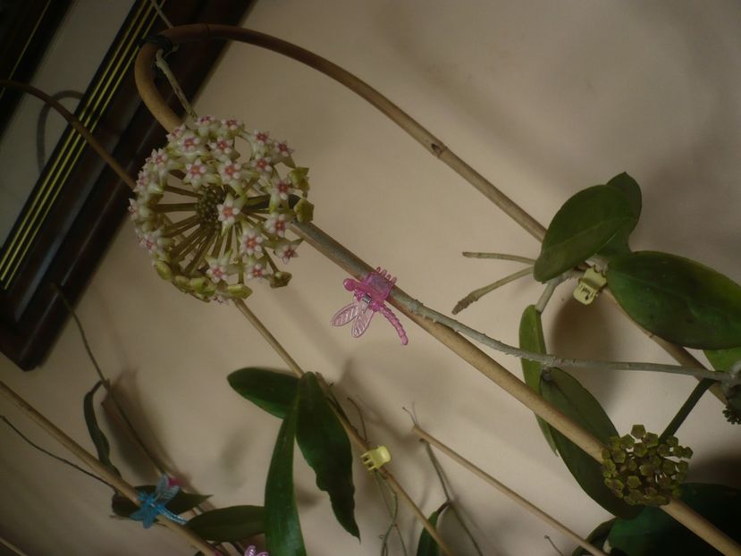 P1430707 - HOYA 2020-1