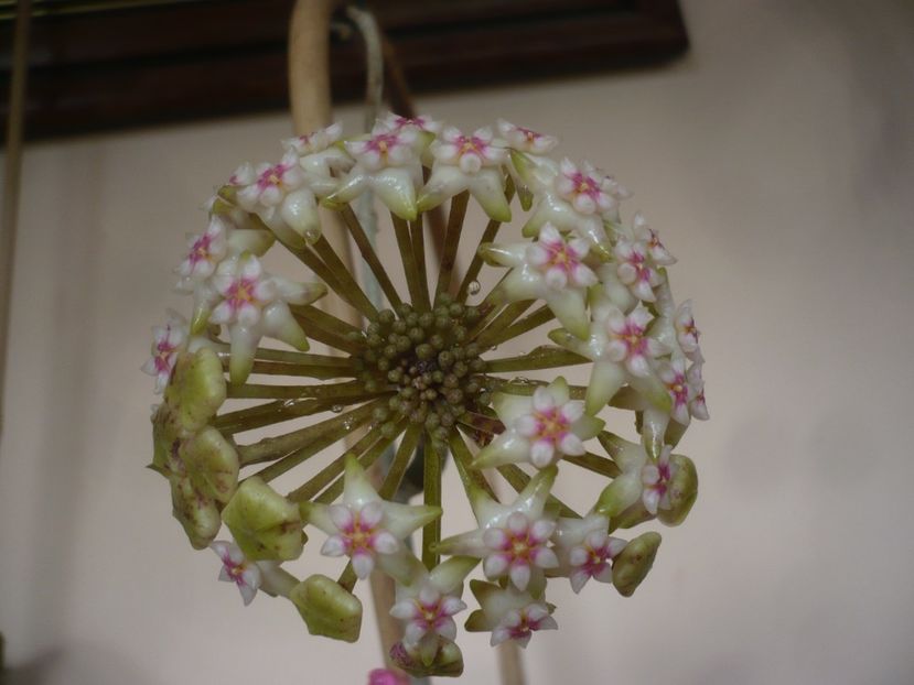 P1430708 - HOYA 2020-1