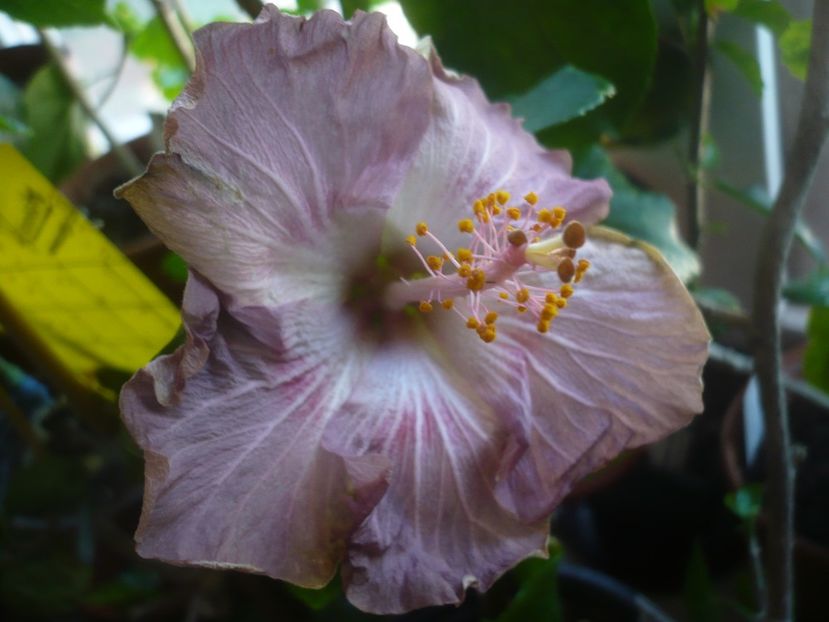 01.05.2020 - HIBISCUSI 2020-1