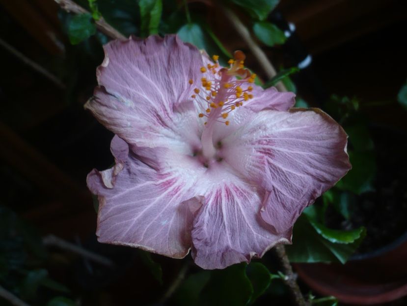 P1430735 - HIBISCUSI 2020-1