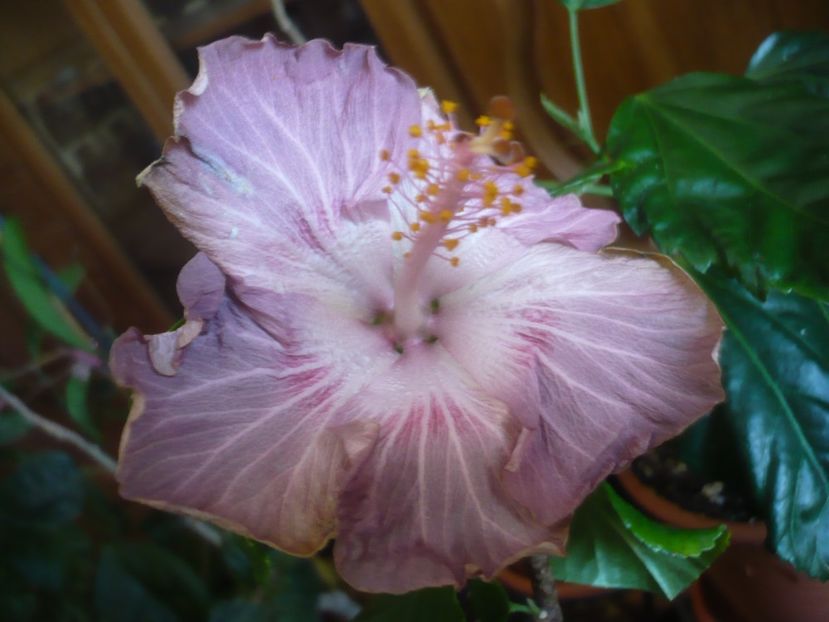 P1430736 - HIBISCUSI 2020-1