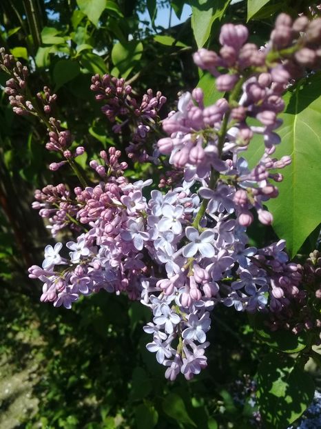  - Syringa vulgaris