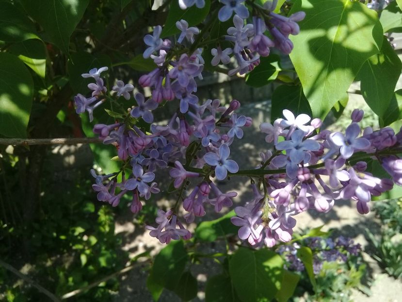  - Syringa vulgaris