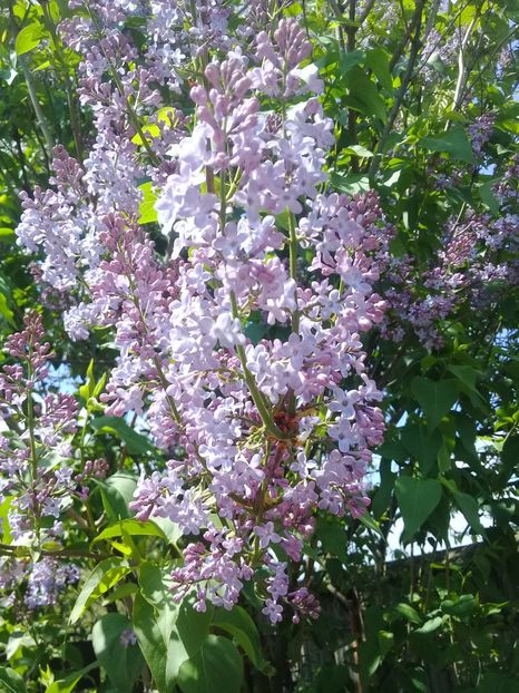  - Syringa vulgaris