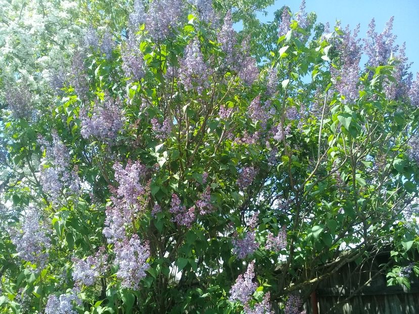  - Syringa vulgaris