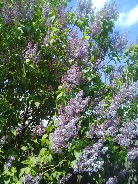  - Syringa vulgaris