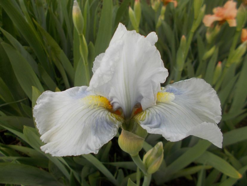 Higgledy-Piggledy - Irisi -2020 Barbata Elatior si intermedia