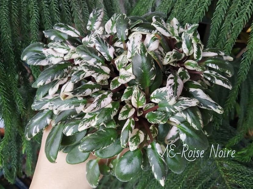 LE Rosé Noire - Violete